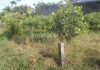 Đất full thổ, lộ Vàm, Song Bình,Chợ Gạo, TG. 95m2. Giá 485tr